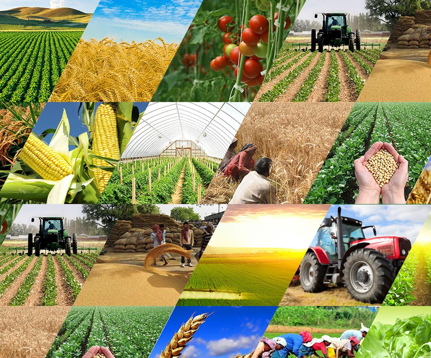 Шавкат Мирзиёев: экспорт не превысил $2 млрд в сельском хозяйстве и пищевой промышленности